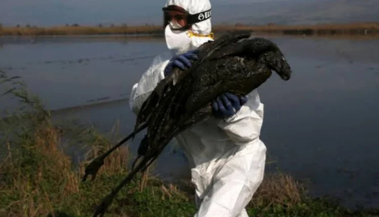 NRI Today - South Korea Bird Flu Outbreak