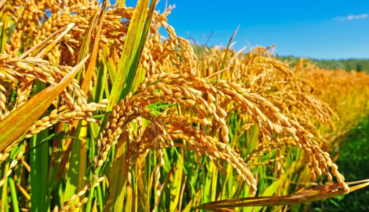 NRI Today - India Faces First Rice Production Drop in Eight Years