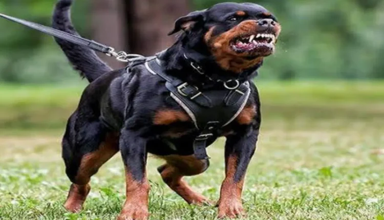 NRI Today - NRI and Walker Attacked: Violent Rottweiler Encounter