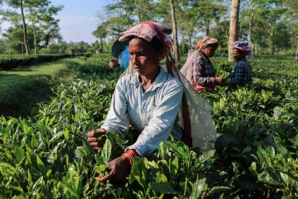 NRI Today - Indian Export Tariff Exemptions Set to Unlock $3B Boost