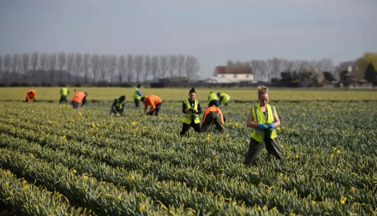 NRI Today - UK Seasonal Worker Scheme 2026: Visa Numbers Finalised